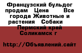 Французский бульдог продам › Цена ­ 1 - Все города Животные и растения » Собаки   . Пермский край,Соликамск г.